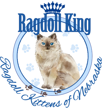 Ragdoll King